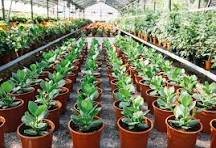 Plant nursery, Horticulturists image
